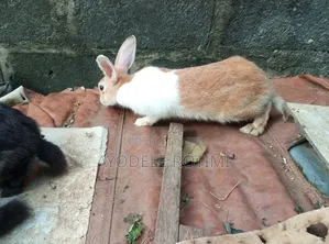 6 Months Old Rabbits for Sale