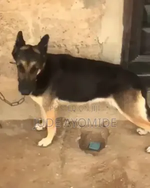 1+ year Female Purebred German Shepherd