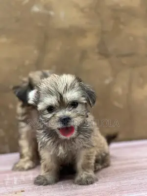 1-3 months Male Purebred Lhasa Apso
