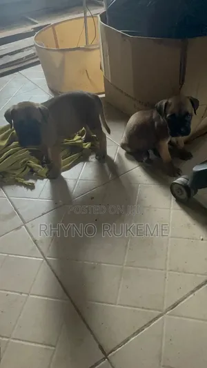 0-1 month Female Purebred Boerboel