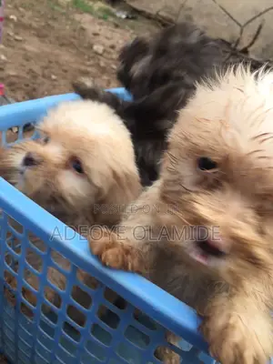 3-6 months Female Purebred Lhasa Apso
