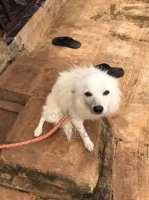 1+ year Male Purebred American Eskimo