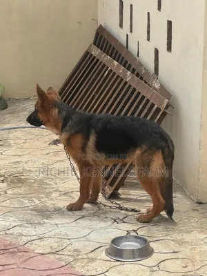 3-6 months Male Purebred German Shepherd
