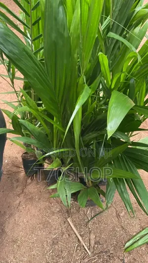 Malaysia Super Gene Palm Seed – Banga Seed for Sale