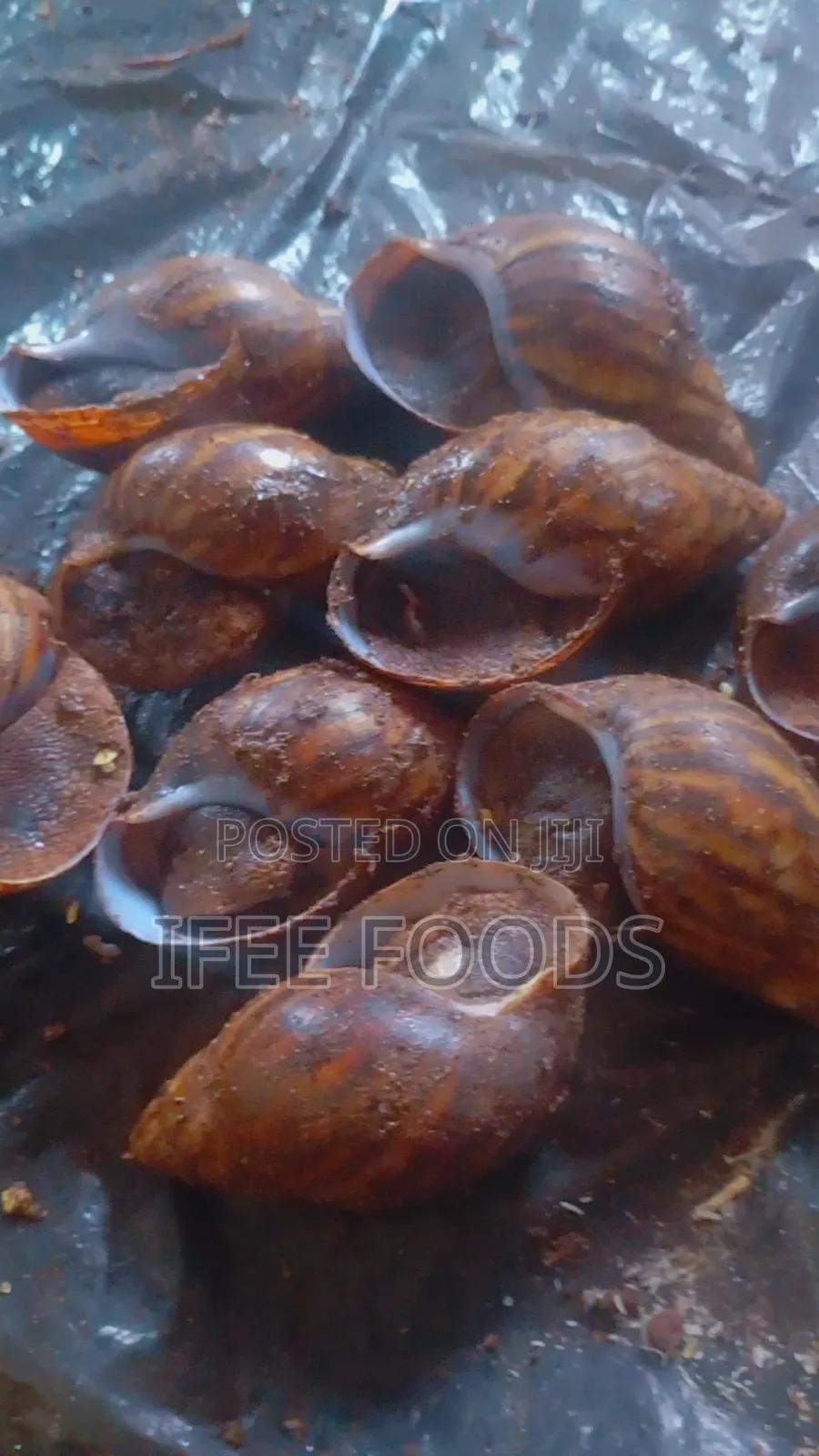 Seafood/Snails