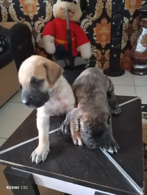 1-3 months Male Purebred Boerboel