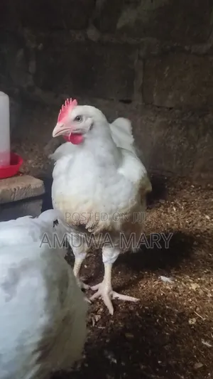 Live Boiler Chicken