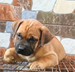 1-3 months Male Purebred Boerboel