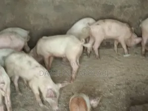 Healthy Large White Landrace Piglets for Sale - Kaduna ₦80,000