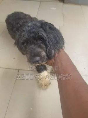 6-12 months Male Purebred Lhasa Apso