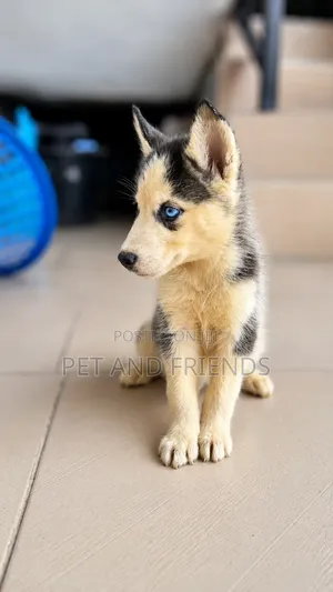 1-3 months Male Purebred Siberian Husky