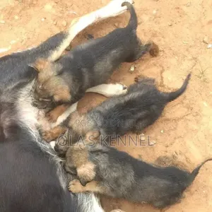 0-1 month Female Purebred German Shepherd