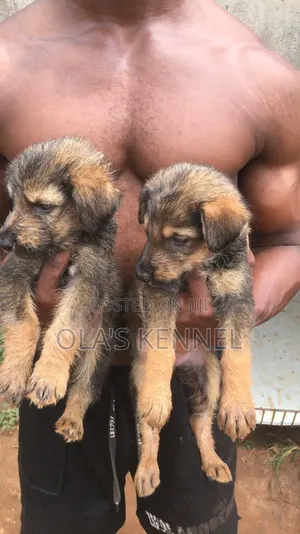0-1 month Female Purebred German Shepherd