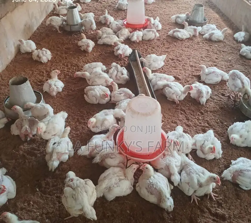 Broiler 3-6weeks