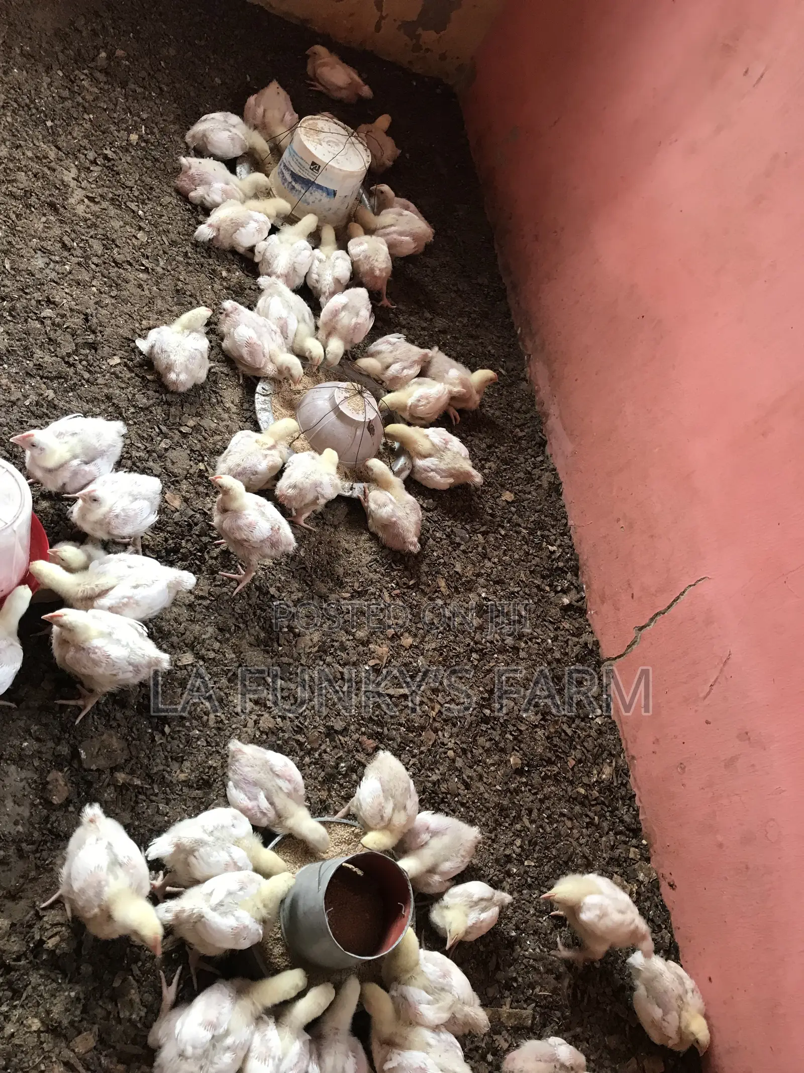 Broiler 3-6weeks
