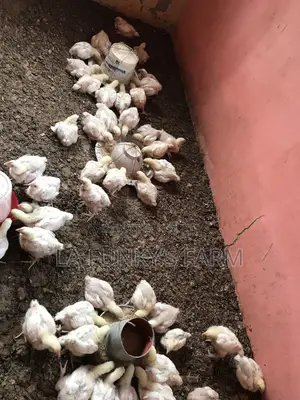 Broiler 3-6weeks
