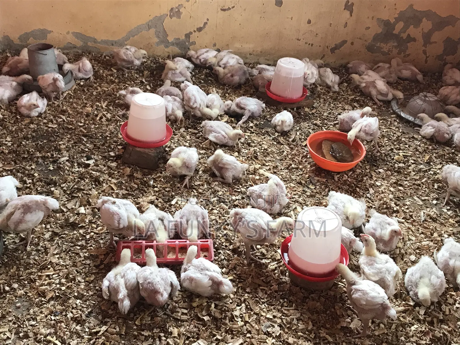 Broiler 3-6weeks