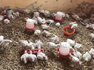 Broiler 3-6weeks
