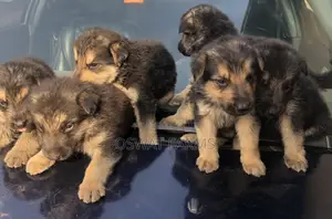 1-3 months Female Purebred German Shepherd