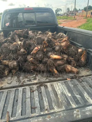 Plantain Suckers