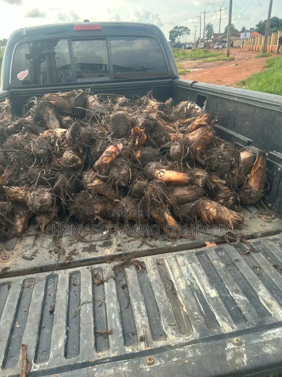 Plantain Suckers