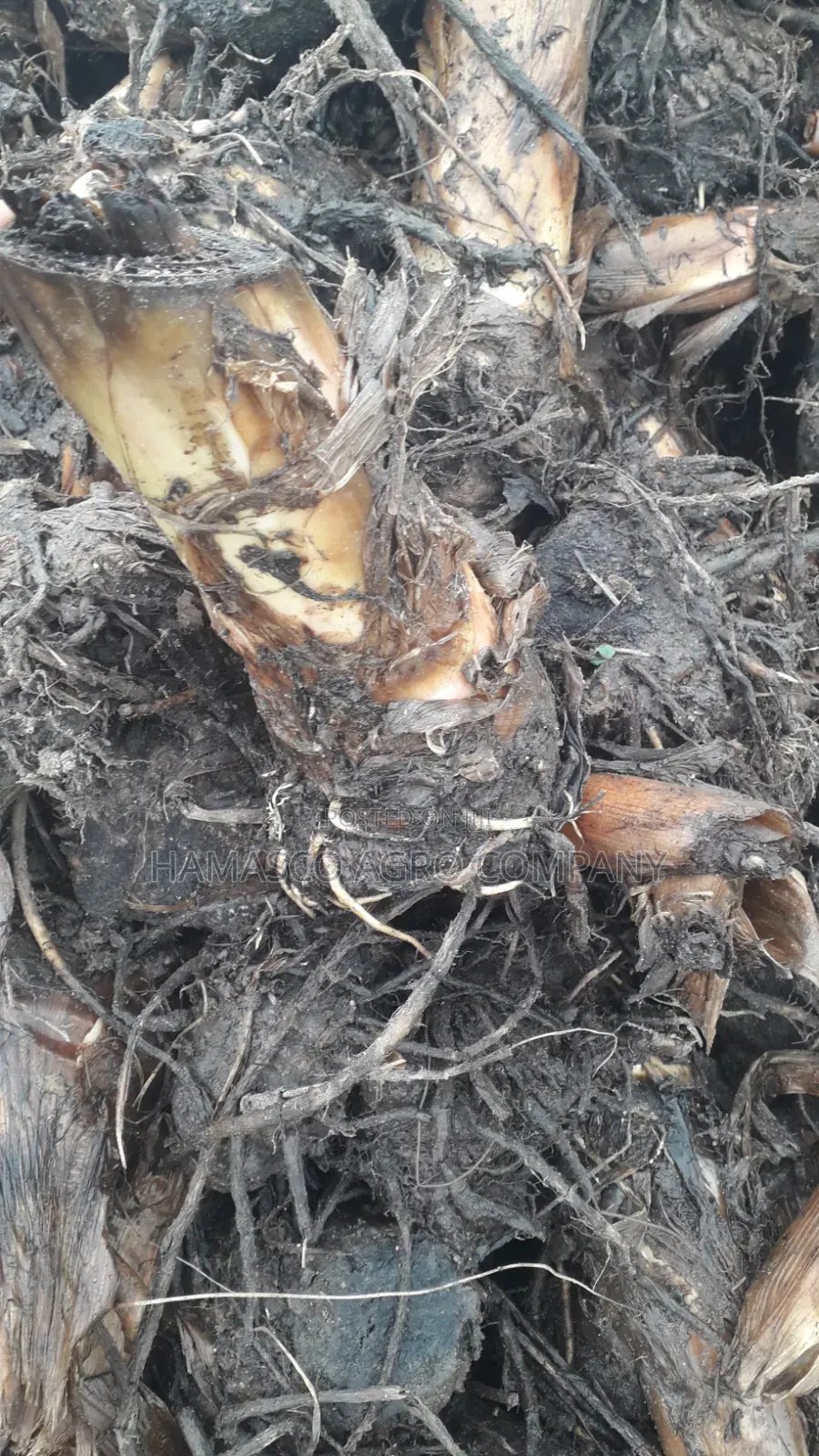 Plantain Suckers