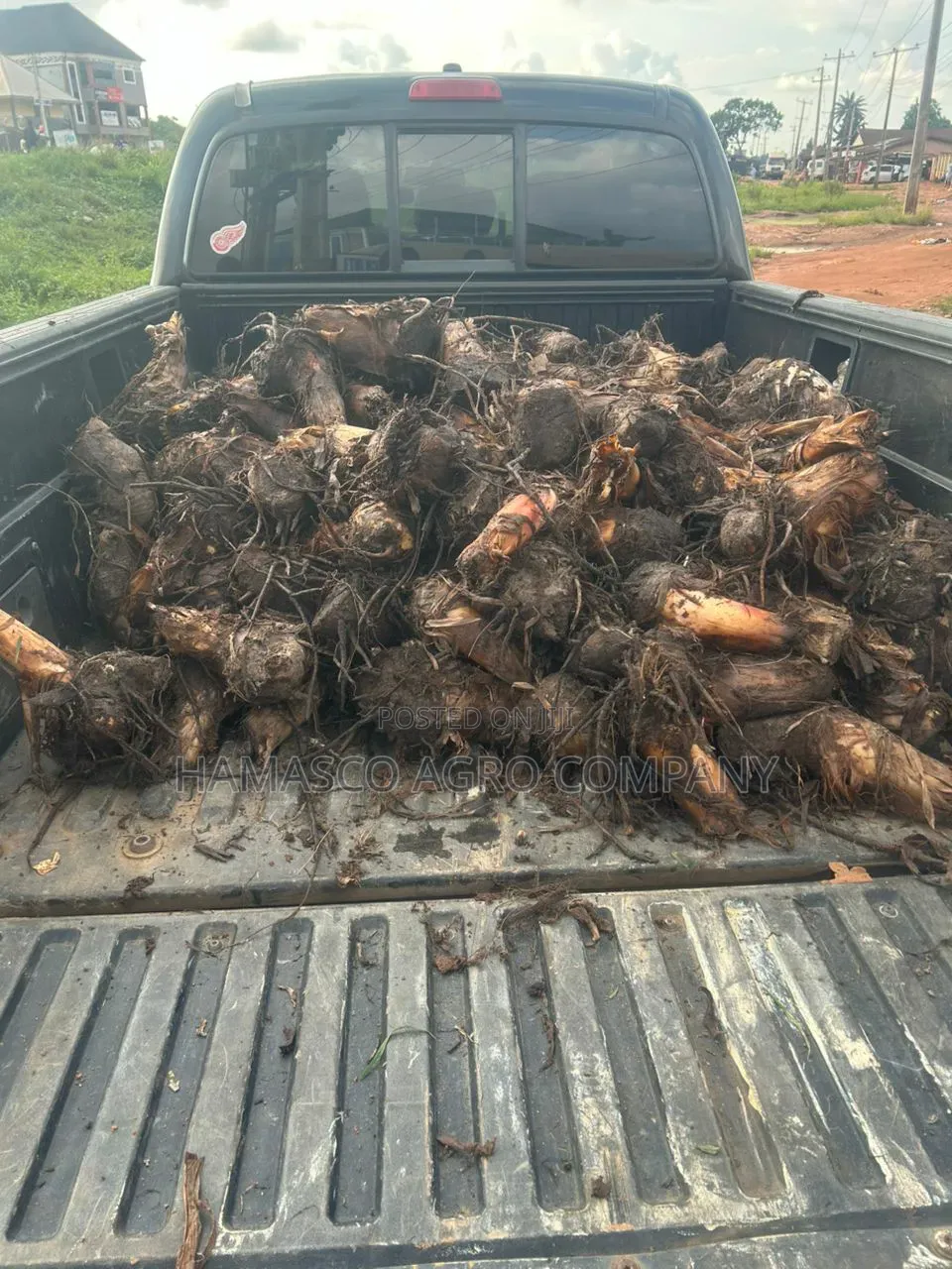 Plantain Suckers