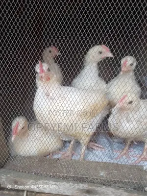 4 Weeks Broilers Chicken