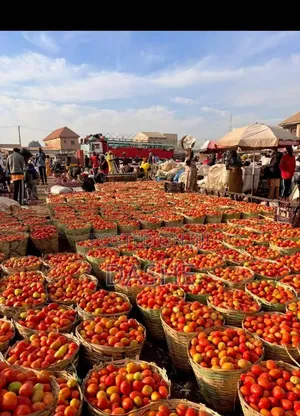 Fresh Utc Tomatoes