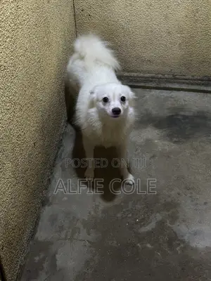 1+ year Male Purebred American Eskimo