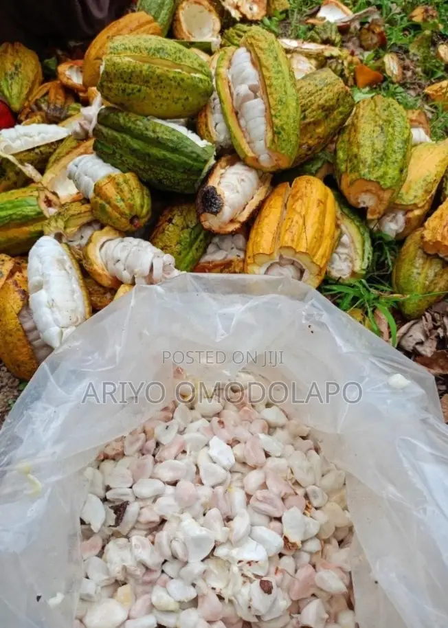 Cocoa Seedlings