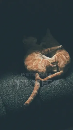 6-12 months Male Purebred Tabby