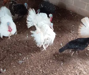 Adult Turkeys for Sale