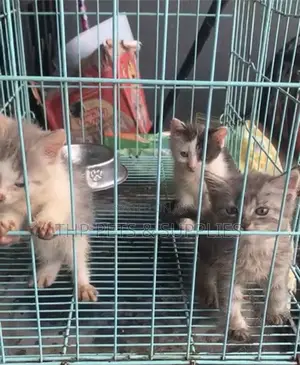 1-3 months Male Purebred Turkish Angora