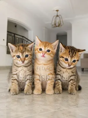 1-3 months Female Mixed Breed Tabby