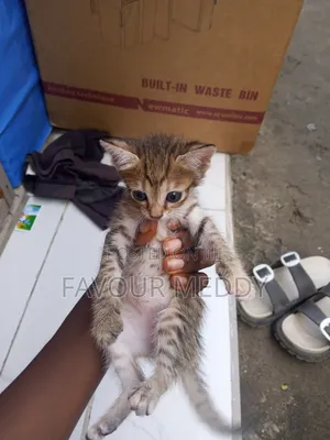 1-3 months Male Mixed Breed Tabby