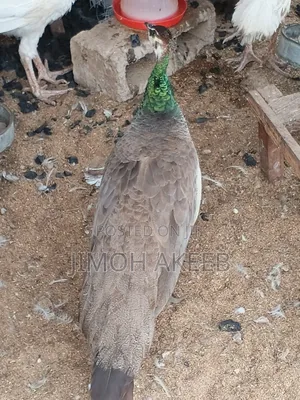 Peacock Available