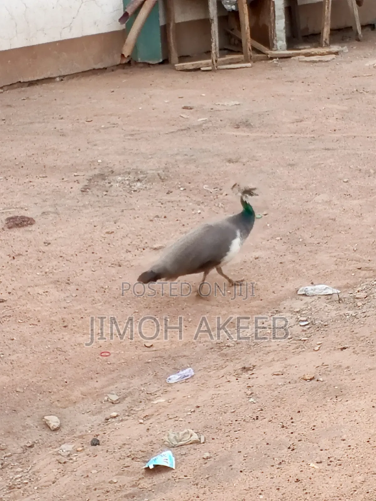 Peacock Available