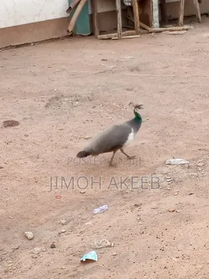 Peacock Available