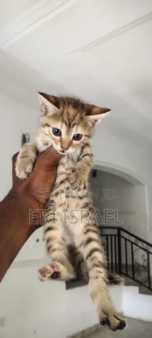 1-3-months-female-mixed-breed-tabby-eri-israel-price-25-000-on