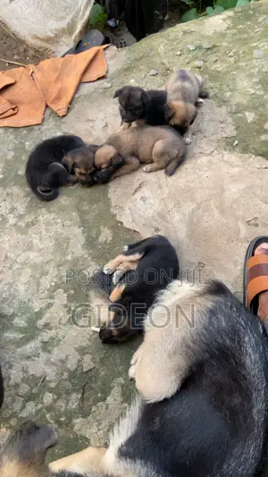 0-1 month Female Mixed Breed German Shepherd