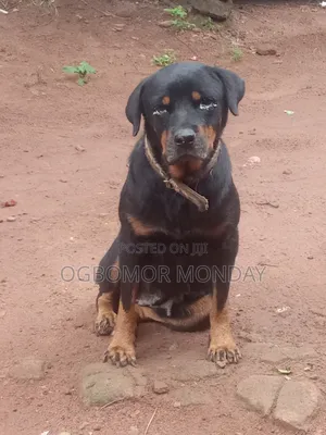 1+ year Female Purebred Rottweiler