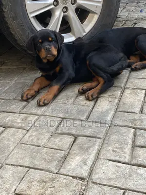 1-3 months Female Purebred Rottweiler