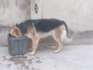 1+ year Male Purebred German Shepherd