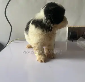 1-3 months Male Purebred Lhasa Apso