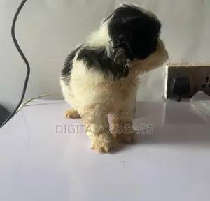 1-3 months Male Purebred Lhasa Apso