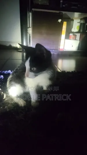 Cross Breed Cat