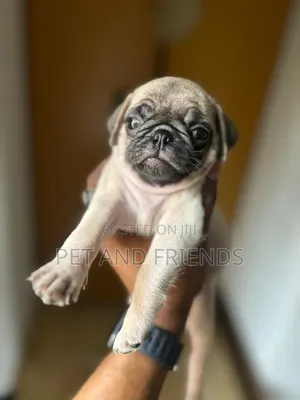 1-3 months Female Purebred Pug