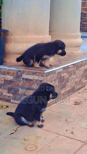 1-3 months Male Purebred German Shepherd