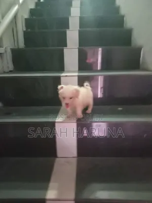 0-1 month Male Mixed Breed Lhasa Apso